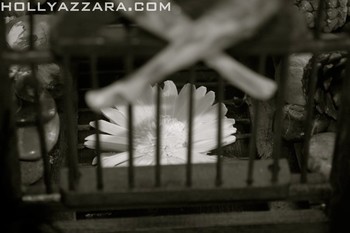 Tattoos - Wooden Cage Detail - 38061